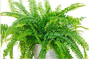 Bostone Ferns are great for cleaning the air in a home