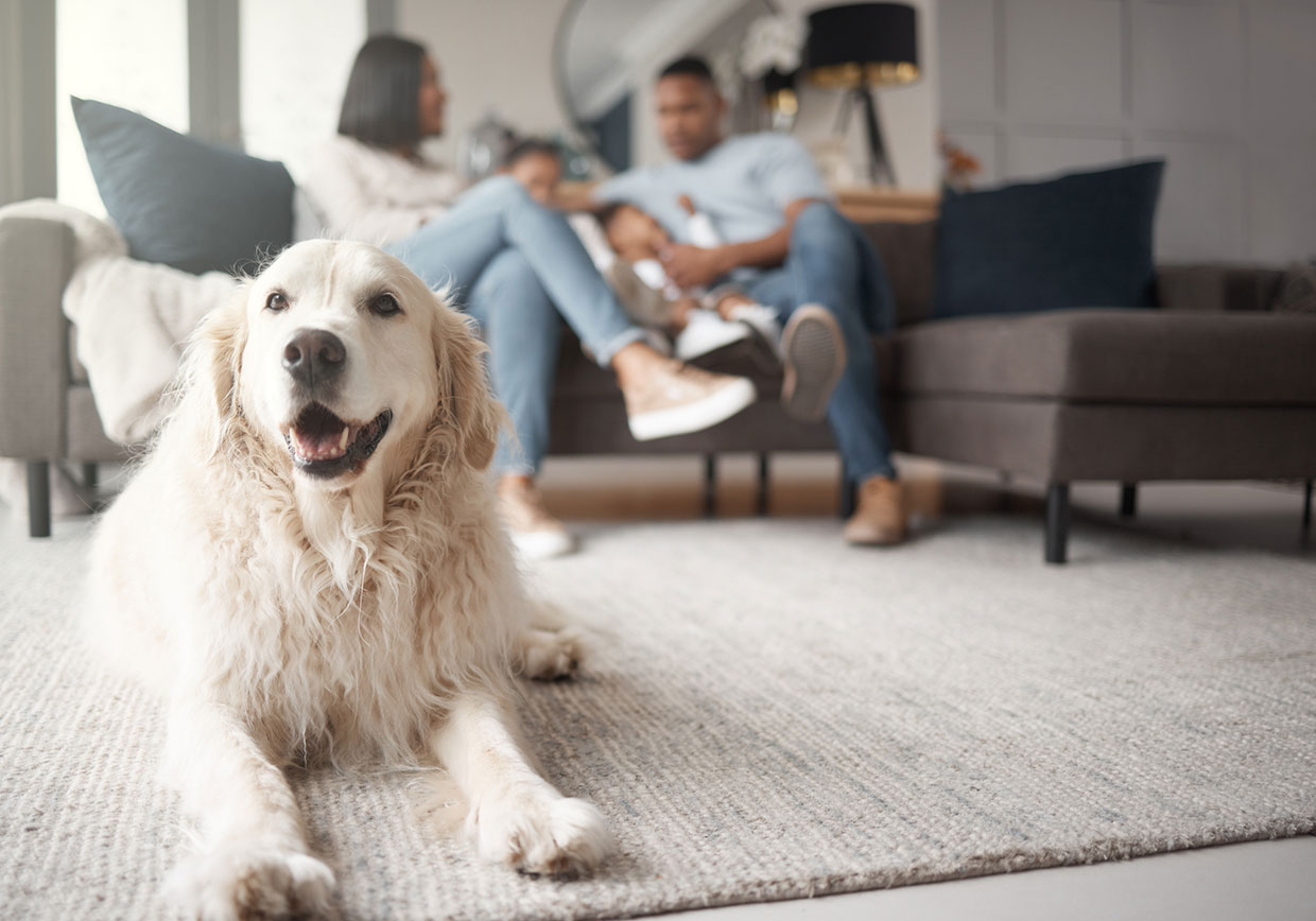 A smart dog with people in the background
